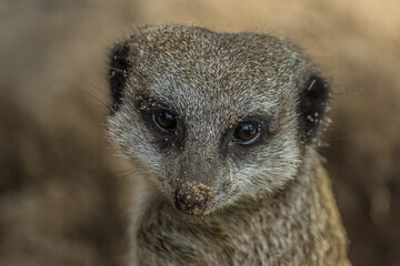 Close-up portrait of the meerkat (Suricata suricatta) with sandy nose. The meerkat is a small mongoose and the only member of the genus Suricata. Its lives in the Desert in South Africa.
