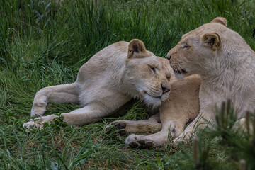 Fototapeta na wymiar Two lionesses lie on the grass and caress each other. The lion (Panthera leo) is a species in the family Felidae. Typically, the lion inhabits grasslands and savannas, but is absent in dense forests.