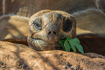 Portrait of a large elephant tortoise (Chelonoidis elephantopus) eats a branch with leaves. It is...