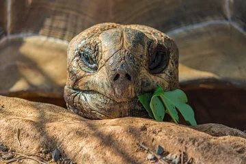 Foto op Canvas Portret van een grote olifantsschildpad (Chelonoidis elephantopus) eet een tak met bladeren. Het is ook bekend als Galapagos-schildpad. Moderne Galapagos-schildpadden kunnen tot 417 kg (919 lb) wegen. © DmitriiK