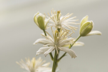 Clematis vitalba leather flower climbing plant of beautiful white flowers with very long yellowish stamens on a grayish white blurred background