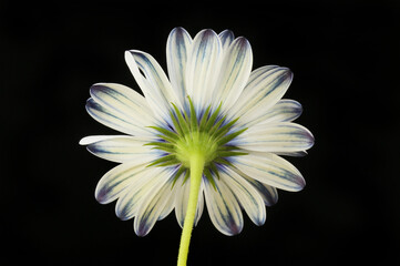 Underside of osteospermum flower
