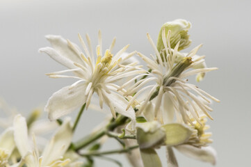 Clematis vitalba leather flower climbing plant of beautiful white flowers with very long yellowish stamens on a grayish white blurred background