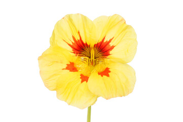 Yellow and red nasturtium