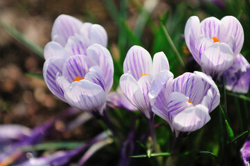 Fototapeta premium クロッカス