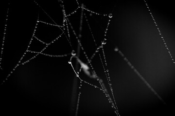 Black and White Spider Web with Dew Drops