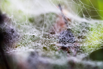 spider web with dew drops