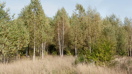 Suburbs of Grodno. Belarus. Autumn landscape. The edge of a birch forest and a clearing with tall yellow grass.