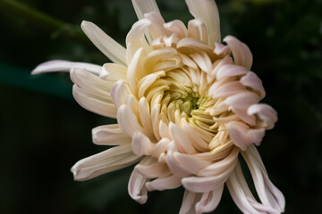 Fototapeta premium Pink chrysanthemum close - up on a blurry background. Beautiful delicate autumn flower in selective focus. The layout of the greeting card with copy space. One flower in the center of the composition.