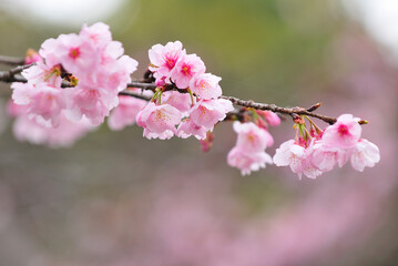 Fototapeta premium 大寒桜