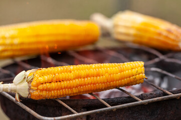 Brazilian street food. Roasted corn on the grill, very popular in northeastern Brazil.