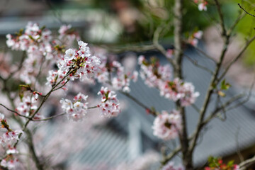 cherry blossoms with soft focus back ground