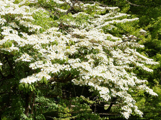 (Viburnum plicatum) Viorne de Chine, bel arbuste buissonnant au feuillage et floraison blanc pur,...