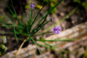 Primer plano de una planta de cebolla ciboulette florecida en una huerta, con fondo ligeramente desenfocado 