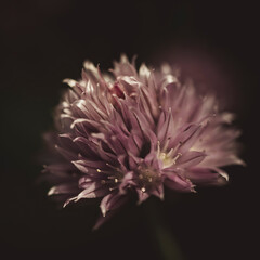 Primer plano de un ramillete de flores de una planta de cebolla y p&eacute;talos recibiendo la luz del sol, con fondo desenfocado y edici&oacute;n vintage. 
