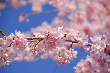 桜