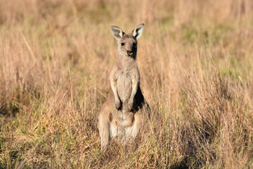 Eastern grey kangaroo at at Westerfolds Park near Melbourne, Australia