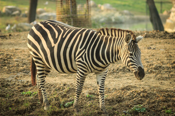 African zebra walking on soil ground in the zoo