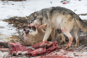 Grey Wolves (Canis lupus) Bare Teeth at Each Other Over Deer Kill Winter