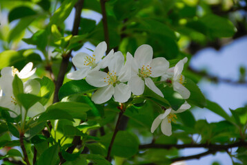 林檎の花