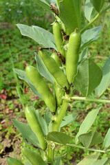 On the stem of the bean  (Vicia faba) ripen pods