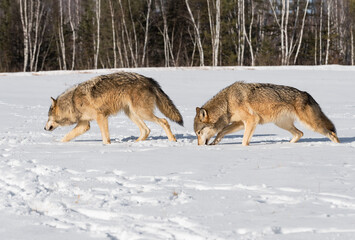 Pair of Grey Wolves (Canis lupus) Walk Left in Snowy Field Winter