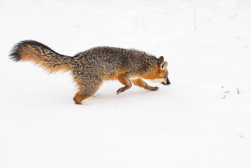 Grey Fox (Urocyon cinereoargenteus) Runs Right Through Snow Tail Up Winter