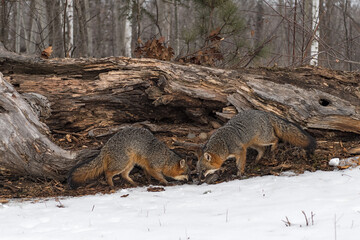Grey Foxes (Urocyon cinereoargenteus) Meet to Sniff at Log Winter
