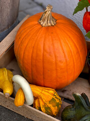 pumpkins and gourds