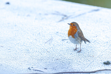 Little Robin Red Breast on a frosty roof