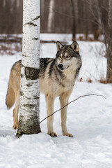 Obraz premium Grey Wolf (Canis lupus) Looks Around Birch Tree Winter