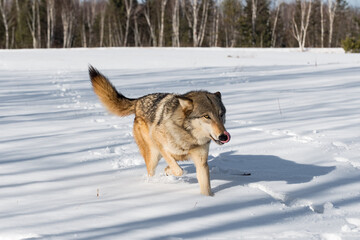 Grey Wolf (Canis lupus) Runs Forward Licking Nose in Field Winter