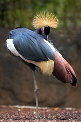 Beautiful full body black crowned crane cleaning its feathers with its beak with beautiful bright colors in a zoo in Valencia, Spain