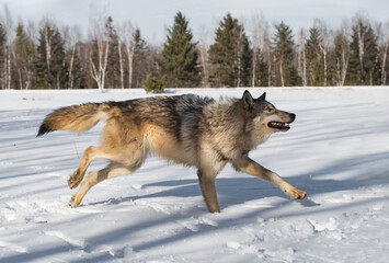 Grey Wolf (Canis lupus) Runs Left in Field Showing Teeth Winter