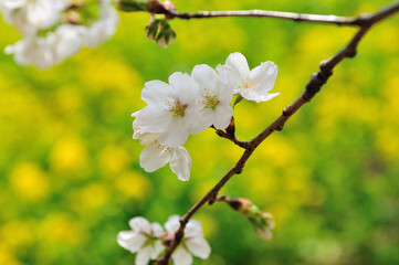 Fototapeta premium 桜と菜の花