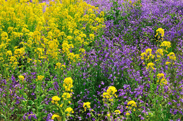 菜の花とムラサキハナナ