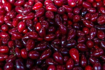 Lots of fresh juicy dogwood berries. Seasonal autumn berry. Top view. Close-up.