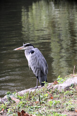 A view of a Grey Heron