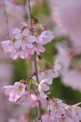 Fototapeta premium 桜