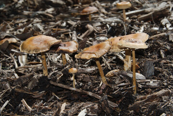 Deer mushrooms (Pluteus cervinus) growing in wood chips in Maryland in early fall.