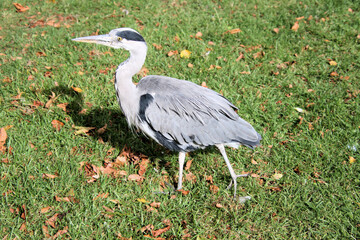 A view of a Grey Heron