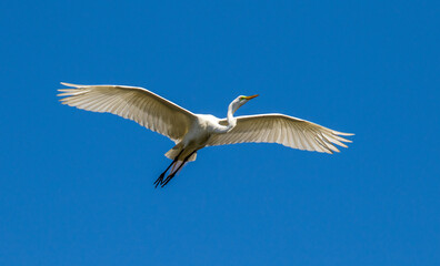 A great egret in flight approaching a rookery near St Augustine, Florida