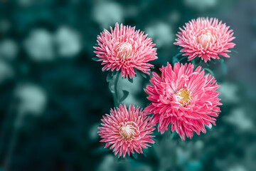 Landscape nature background of beautiful pink Aster flowers in garden. Selective focus.