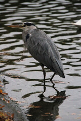 A view of a Grey Heron