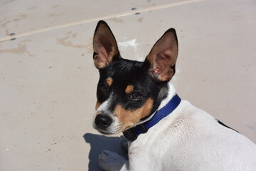 Obraz premium Teddy Roosevelt Rat Terrier at the lake on shore and dock