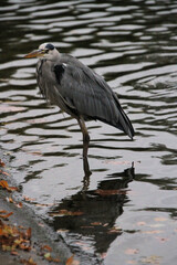 A view of a Grey Heron