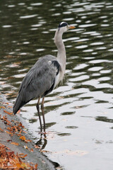 A view of a Grey Heron