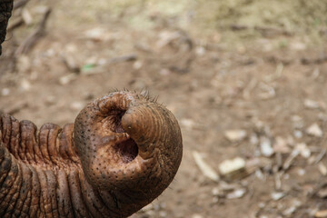 closeup of elephant trunk with dirt