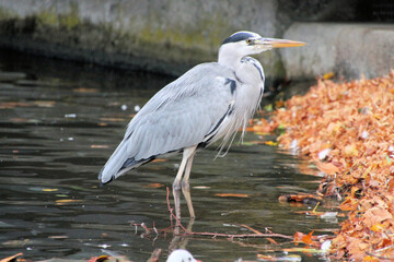 A view of a Grey Heron