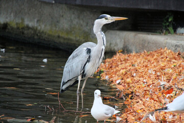 A view of a Grey Heron